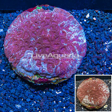 Favia Brain Coral Indonesia