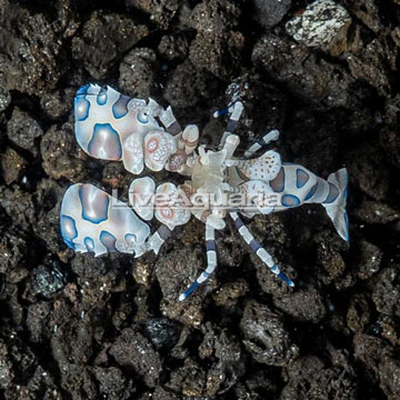 Harlequin Shrimp, Male