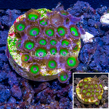 LiveAquaria® Cultured Zoanthus Coral 