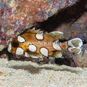 Harlequin Sweetlips