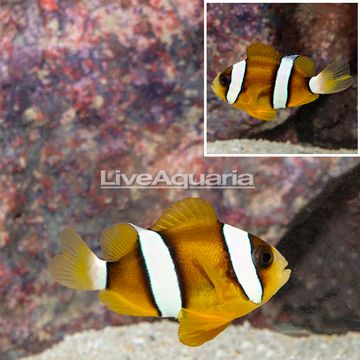 Clarkii Clownfish