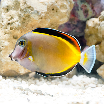 Powder Brown Tang