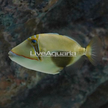 Bursa Triggerfish 