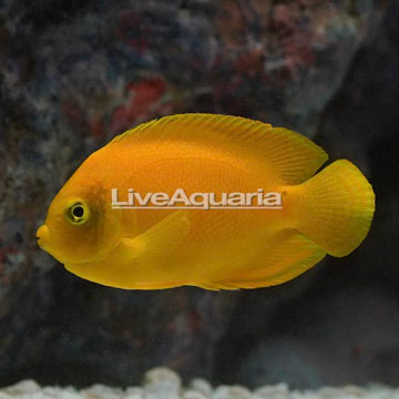 Yellow Angelfish 