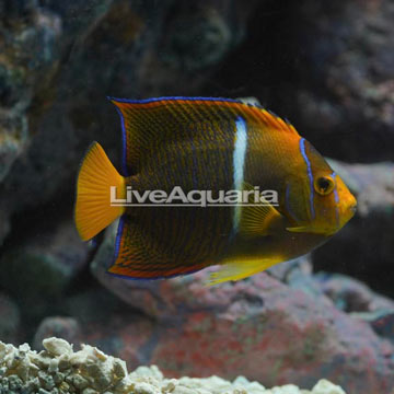 Passer Angelfish