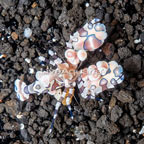 Harlequin Shrimp (click for more detail)