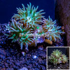 LiveAquaria® Cultured Duncan Coral (click for more detail)