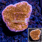 LiveAquaria® Cultured Montipora Coral (click for more detail)