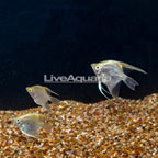 Gold Angelfish, Trio (click for more detail)