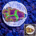 USA Cultured TSA Wolverine Favia Coral (click for more detail)