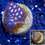 LiveAquaria® Cultured Leptastrea  (click for more detail)