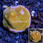 LiveAquaria® Cultured Montipora Coral (click for more detail)