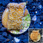 LiveAquaria® Cultured Montipora Coral (click for more detail)