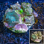 Actinodiscus Mushroom Coral Indonesia (click for more detail)