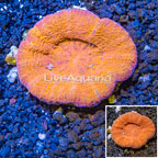 Scolymia Coral Australia (click for more detail)