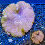 Toadstool Mushroom Leather Coral  Vietnam (click for more detail)