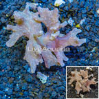 Sinularia Leather Coral Vietnam (click for more detail)