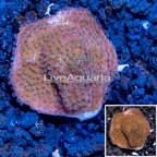 LiveAquaria® Cultured Montipora Coral (click for more detail)