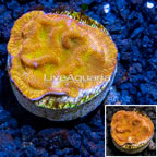 LiveAquaria® Cultured Leptoseris Coral (click for more detail)