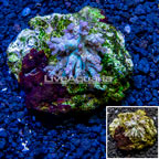 Sinularia Leather Coral Indonesia (click for more detail)