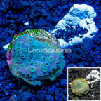 LiveAquaria® Cultured Pavona Coral (click for more detail)