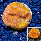 LiveAquaria® Cultured Leptoseris Coral (click for more detail)