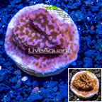 LiveAquaria® Cultured Montipora Coral (click for more detail)