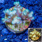 LiveAquaria® Cultured Pocillopora Coral (click for more detail)