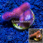 LiveAquaria® Cultured Pink Stylophora Coral  (click for more detail)