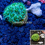 LiveAquaria® Cultured Galaxea Coral (click for more detail)