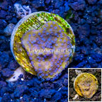 LiveAquaria® Cultured Montipora Coral (click for more detail)