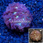 LiveAquaria® Cultured Blastomussa Coral  (click for more detail)