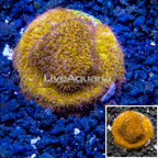 LiveAquaria® Cultured Leptoseris Coral (click for more detail)