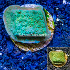 LiveAquaria® Cultured Montipora Coral (click for more detail)