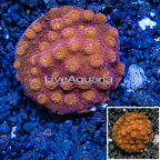 LiveAquaria® Cultured Cyphastrea Coral (click for more detail)