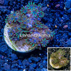 LiveAquaria® Cultured Sympodium Coral  (click for more detail)