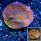 LiveAquaria® Cultured Montipora Coral (click for more detail)