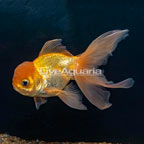 Oranda Goldfish (click for more detail)