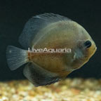 Smokey Gray Discus (click for more detail)