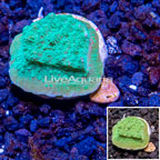 LiveAquaria® Cultured Montipora Coral (click for more detail)