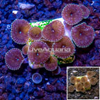 USA Cultured Protopalythoa Coral (click for more detail)