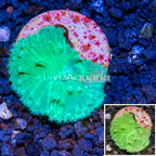 LiveAquaria® Cultured Green Cabbage Leather Coral  (click for more detail)