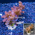 XL LiveAquaria® Cultured Pineapple Tree Coral (click for more detail)