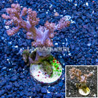 XL LiveAquaria® Cultured Pineapple Tree Coral (click for more detail)