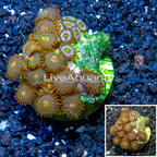 Zoanthus Coral Indonesia (click for more detail)