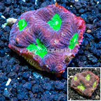 LiveAquaria® Cultured Goniastrea Brain Coral  (click for more detail)