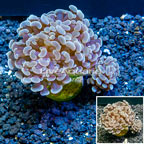 LiveAquaria® Cultured Hammer Coral  (click for more detail)