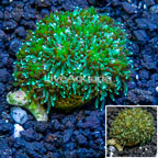 LiveAquaria® Cultured Galaxea Coral (click for more detail)