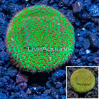 USA Cultured Screamin Demon Porites Coral (click for more detail)