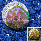 LiveAquaria® Cultured Montipora Coral (click for more detail)